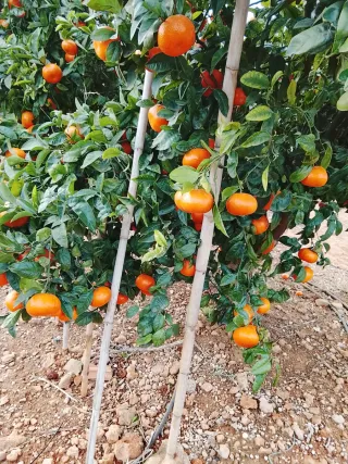 Se cuidan campos Mi tlf 722715286