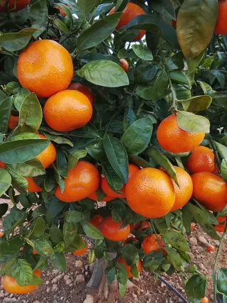 Se cuidan campos Mi tlf 722715286