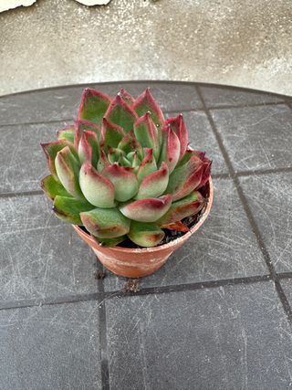 Echeveria agavoides híbrida