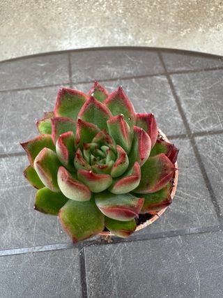Echeveria agavoides híbrida