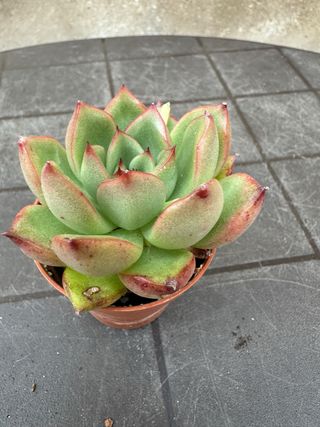 Echeveria Híbrida Agavoides