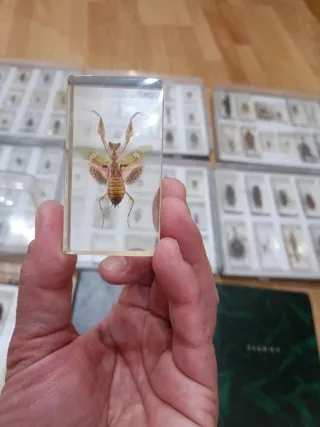 Colección de bichos y fichas