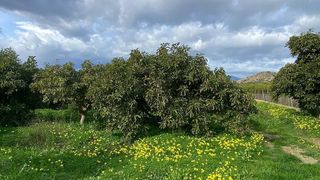 Terreno en venta en Pinos de Alhaurín - Periferia en Alhaurín de la Torre