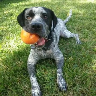 Cuidado de perros y gatos