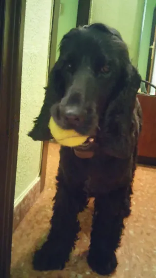 Cuidado de perros y gatos