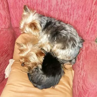 Cuidado de perros y gatos