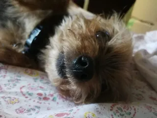 Cuidado de perros y gatos