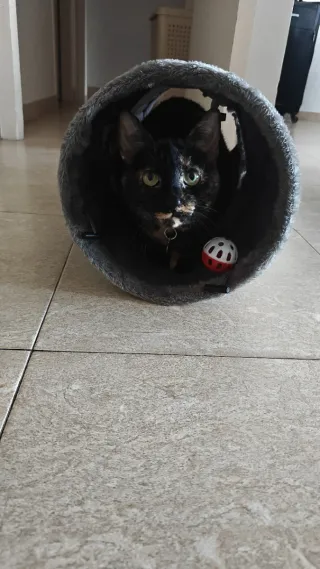 Cuidado de perros y gatos