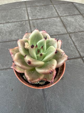 Echeveria agavoides Híbrido
