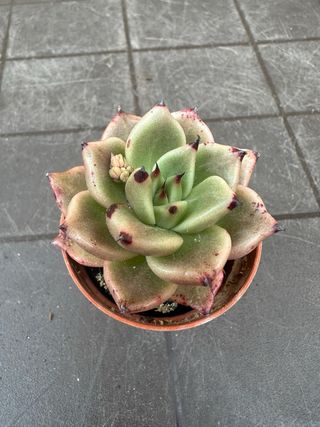 Echeveria agavoides Híbrido