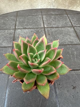 Echeveria agavoides híbrida