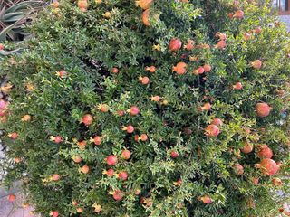 Chalet en venta en La Algoda - Matola - El Pla en Elche