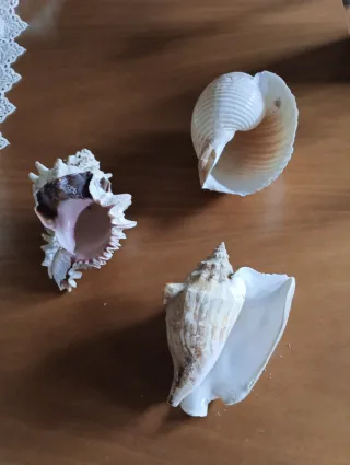 Set 3 conchiglie decorative