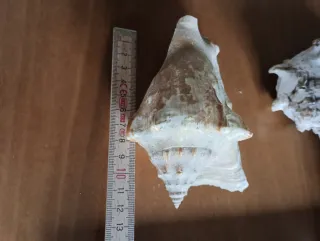 Set 3 conchiglie decorative