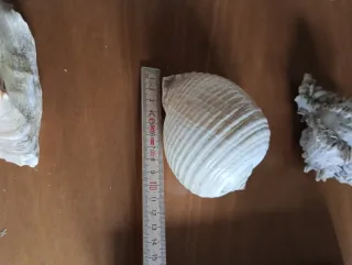 Set 3 conchiglie decorative