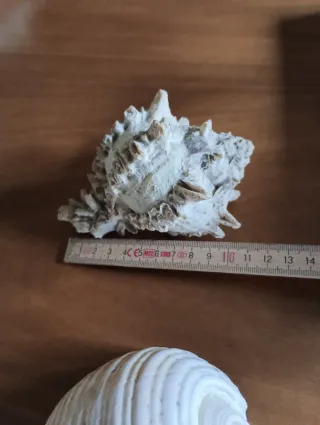 Set 3 conchiglie decorative