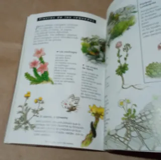 Guía del joven Robinsón en la montaña