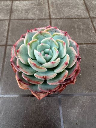 Echeveria Suculenta