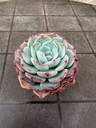 Echeveria Suculenta