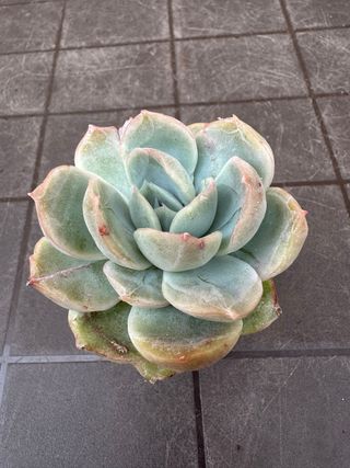 Echeveria Híbrido Suculenta