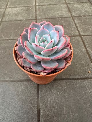 Echeveria planta suculenta