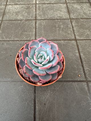 Echeveria planta suculenta