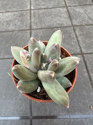 Echeveria suculenta