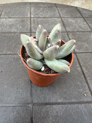 Echeveria suculenta