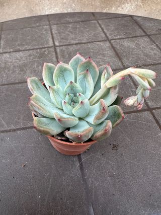 Echeveria planta suculenta