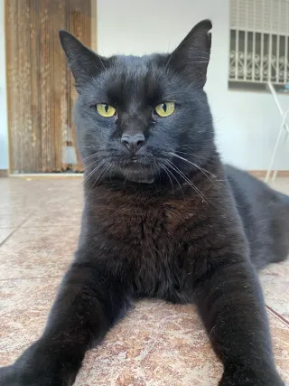 Paseo y cuidado de mascotas