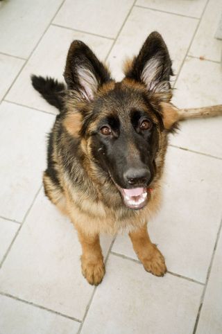 Pentax ESPIO 115M Cámara Analógica 35mm Vintage