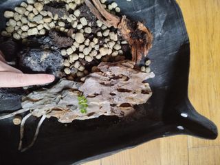 Terrario con luz LED