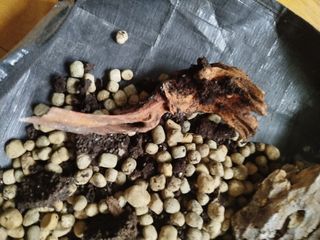 Terrario con luz LED