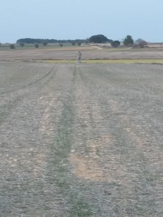 bancal secano Los Barniches LA RODA