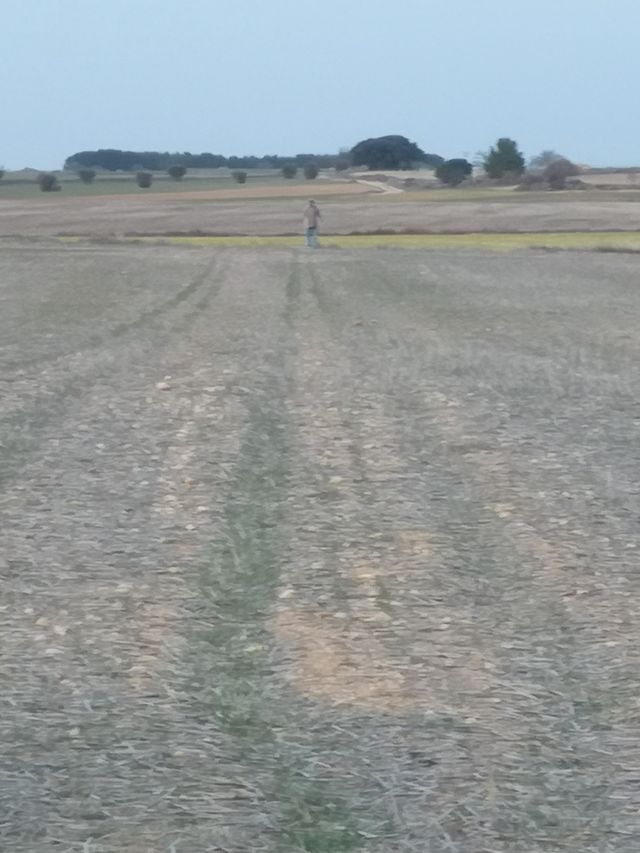 bancal secano Los Barniches LA RODA