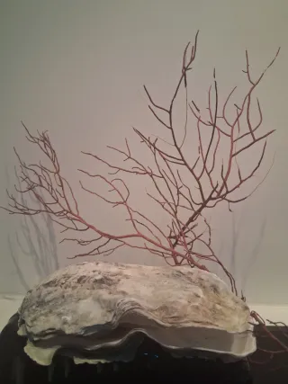 Ostra marina para decoración gorgonias