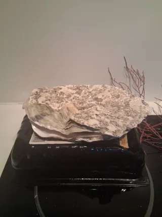 Ostra marina para decoración gorgonias