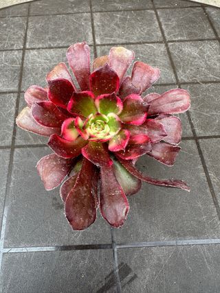 Aeonium planta suculenta