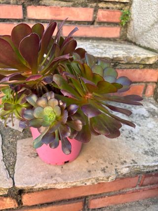 Planta Suculenta Aeonium