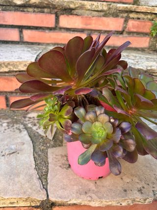 Planta Suculenta Aeonium