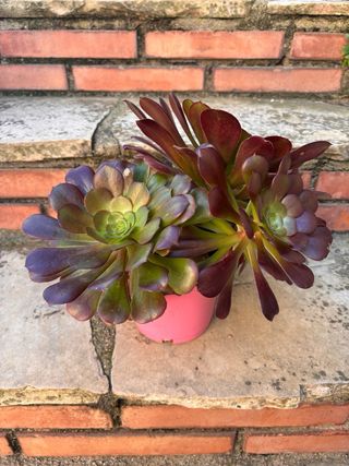 Planta Suculenta Aeonium