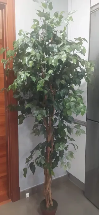 Ficus Benjamina Artificial altura 190cm