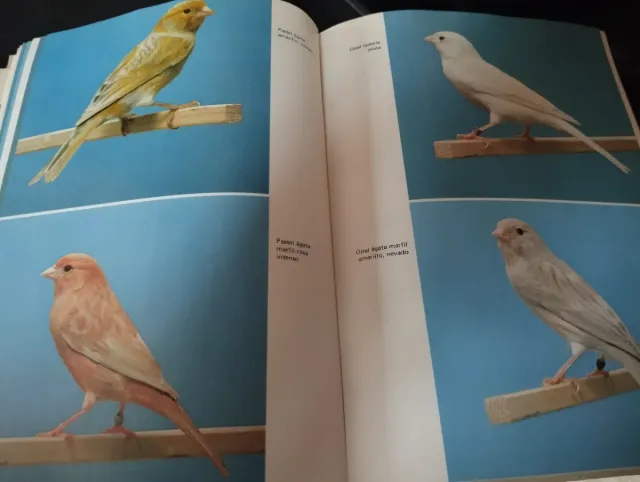 Avicultura , Canarios