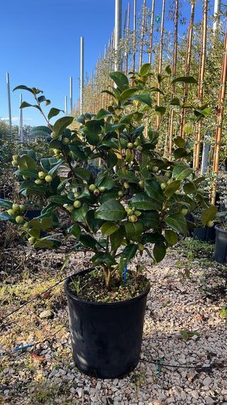 Camelia Japonica Black Lace