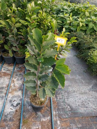 Magnolio Soulangeana