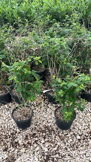 Arbusto Cerezo Japonés Kojo no Mai