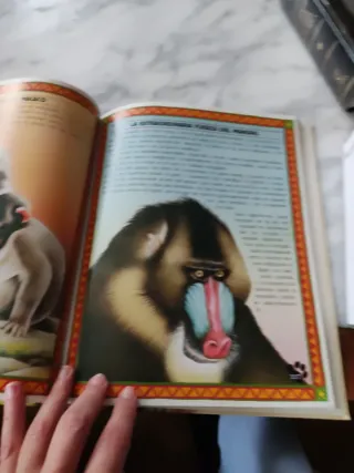 NUEVO DICCIONARIO BÁSICO DE LA LENGUA ESPAÑOLA ...