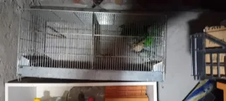 Gabbia per uccelli zincata 90 cm