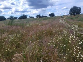 Terreno en venta en Azuaga