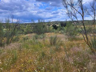 Terreno en venta en Azuaga